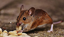 Find Exterminators in Sutter County